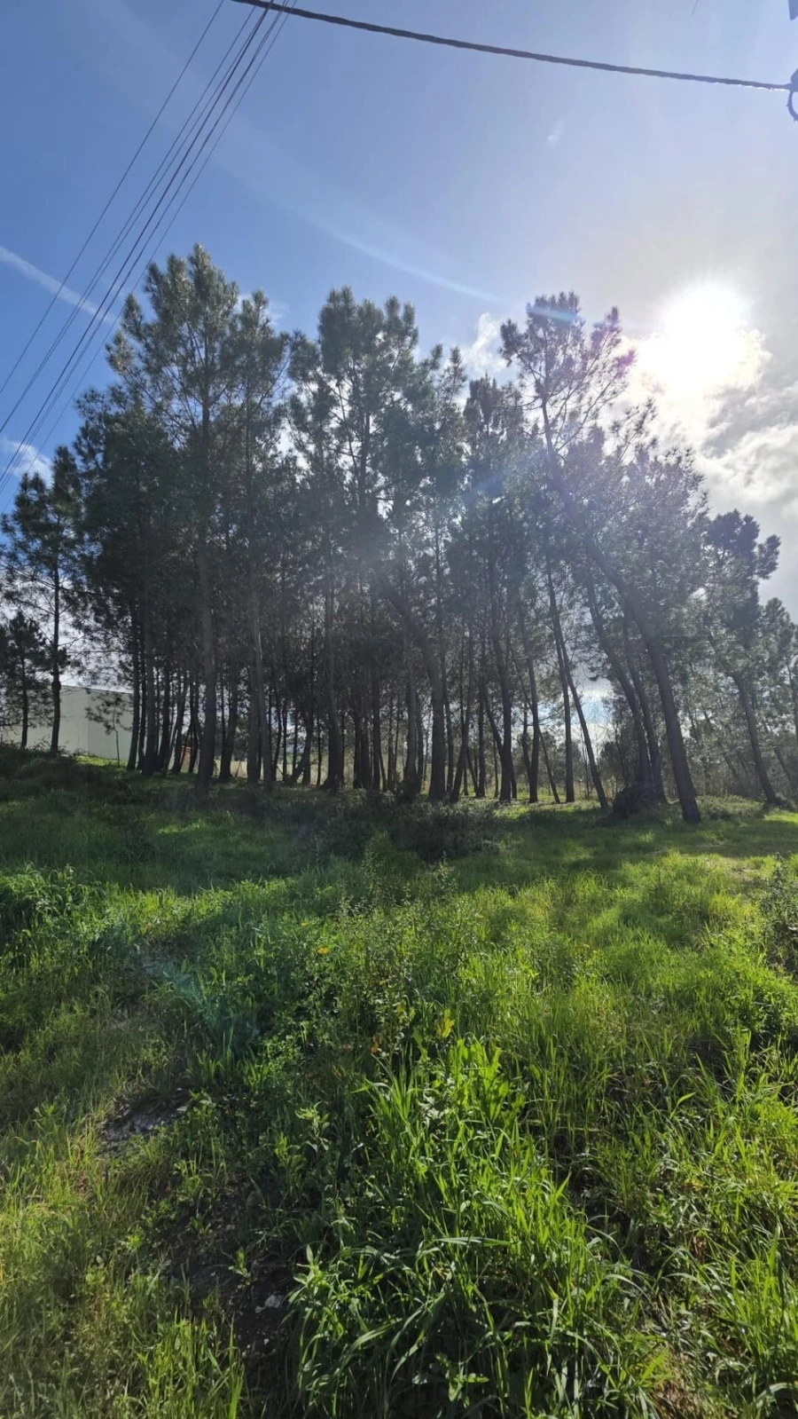 Terreno para Venda em Oliveira do Bairro Foto 6