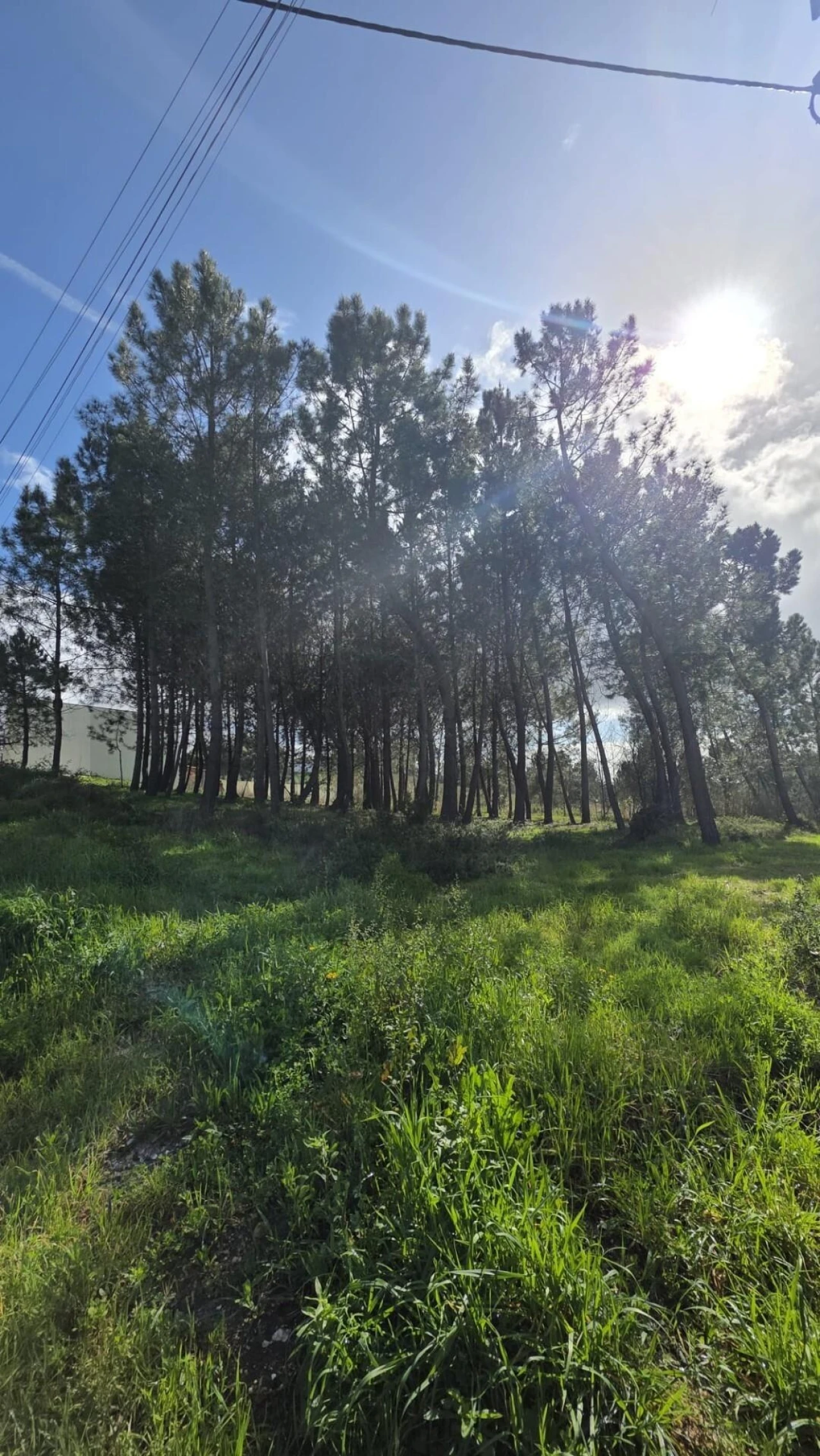 Terreno para Venda em Oliveira do Bairro Foto 6