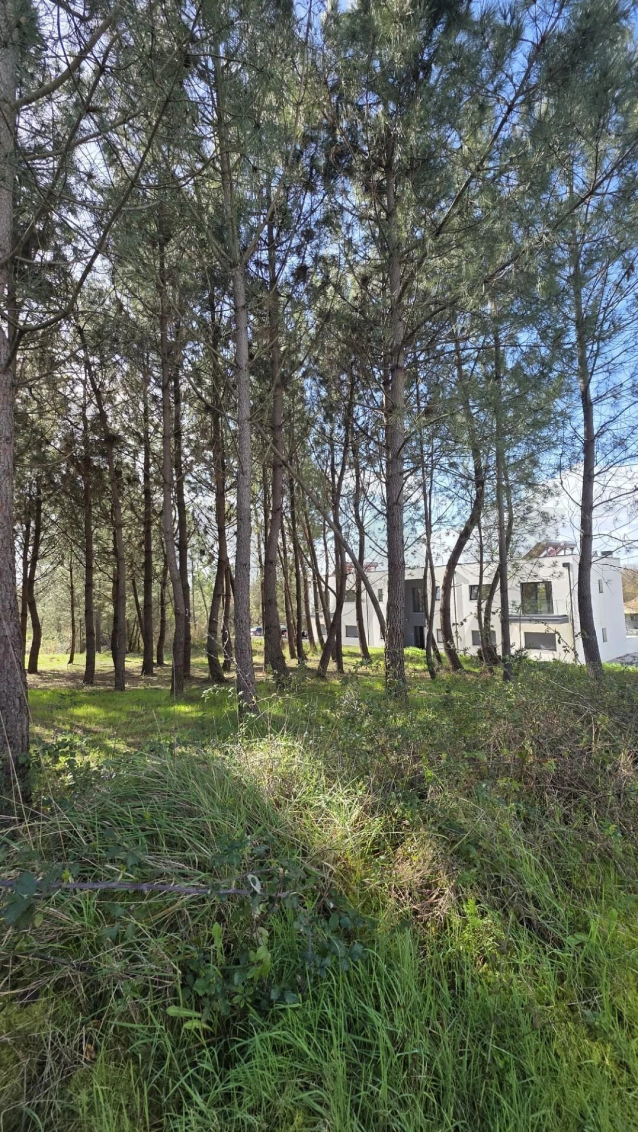 Terreno para Venda em Oliveira do Bairro Foto 5