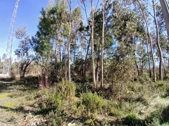 Terreno para Venda em Marinha Grande