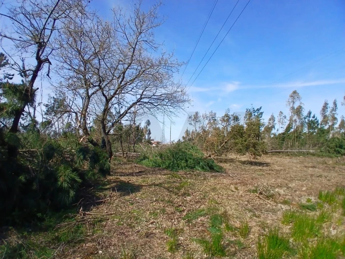 Terreno para Venda em Marinha Grande Foto 10