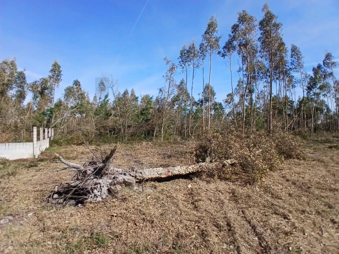 Terreno para Venda em Marinha Grande Foto 7