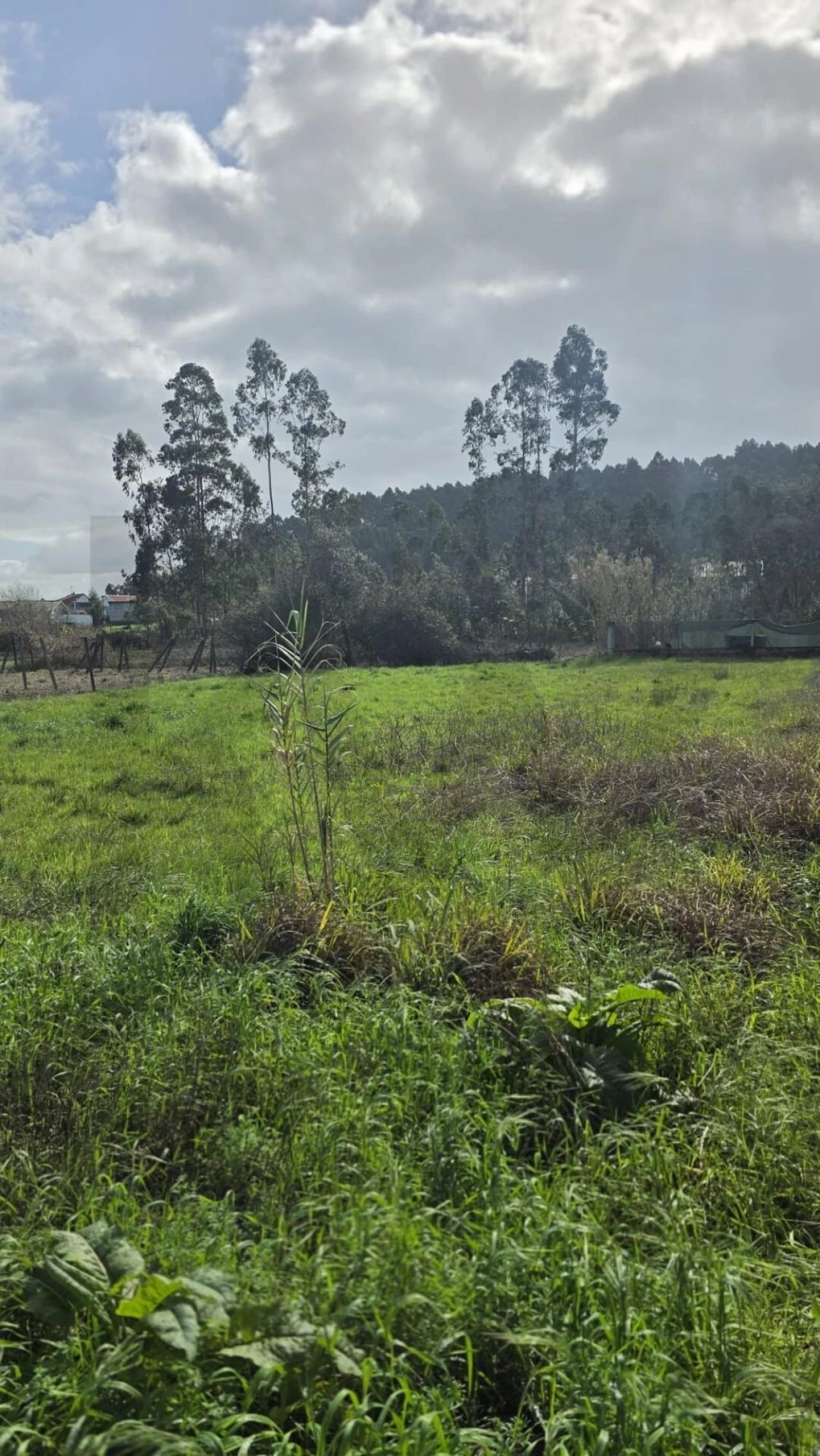 Terreno para Venda em Oliveira do Bairro Foto 3