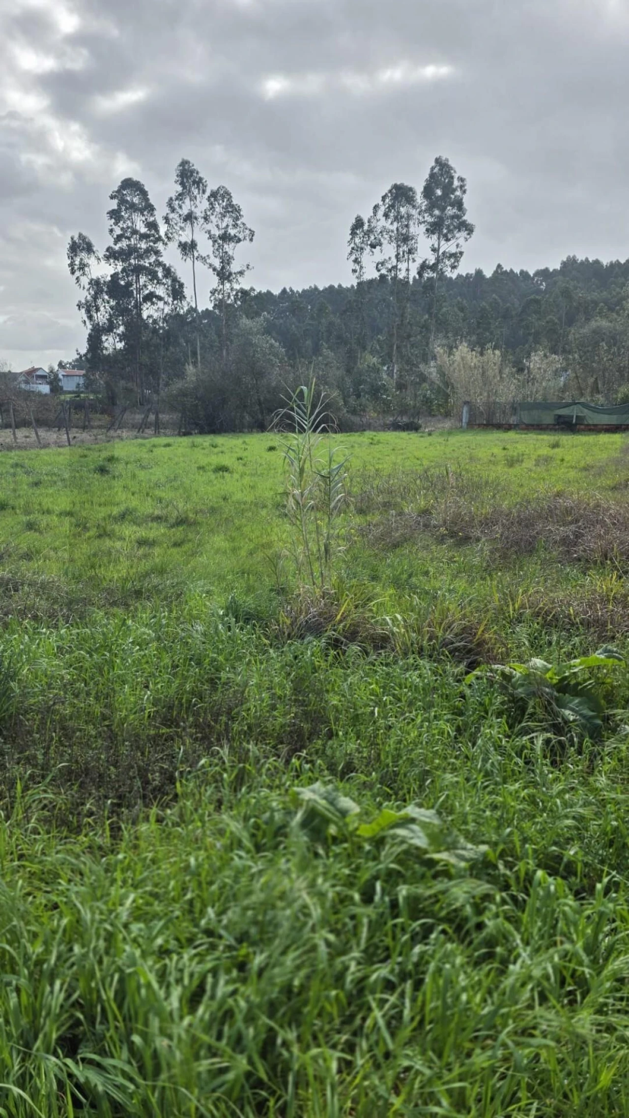 Terreno para Venda em Oliveira do Bairro Foto 6