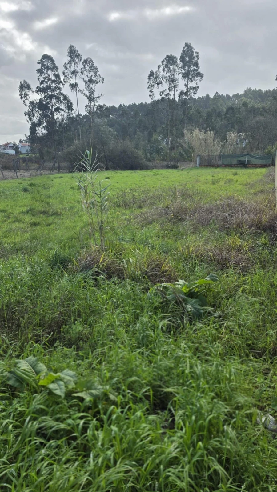 Terreno para Venda em Oliveira do Bairro Foto 5