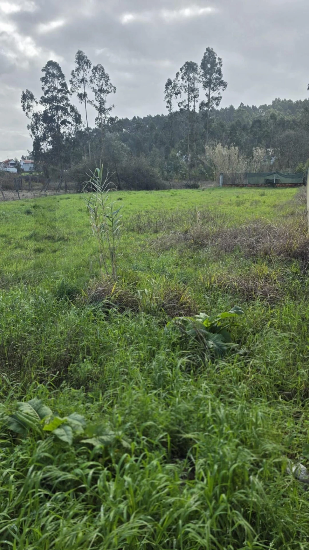 Terreno para Venda em Oliveira do Bairro Foto 5