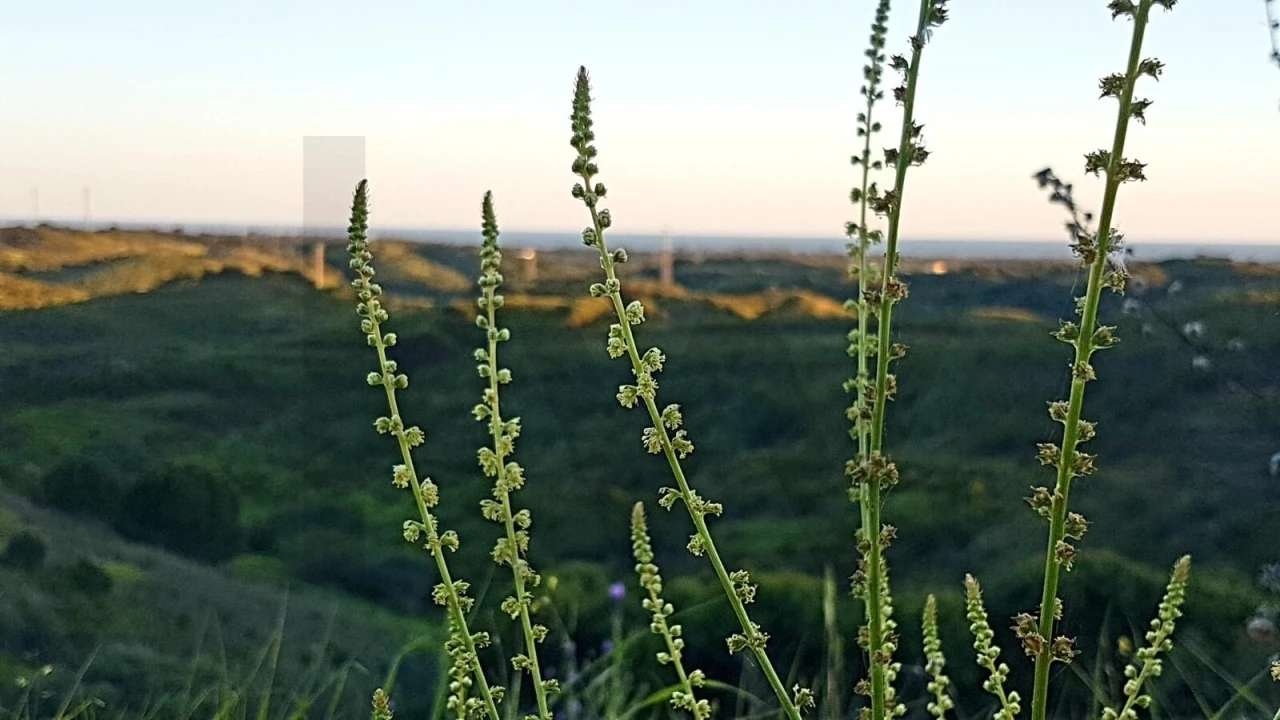Terreno para Venda em Conceição e Cabanas de Tavira Foto 12