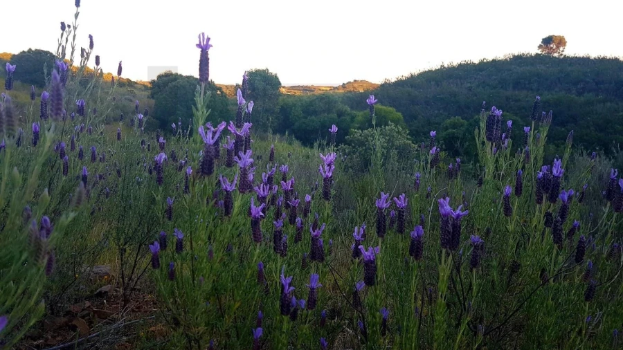Terreno para Venda em Conceição e Cabanas de Tavira Foto 11