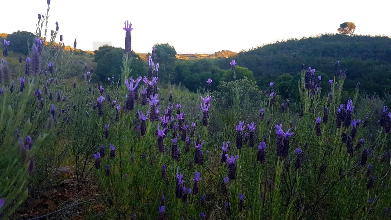Terreno para Venda em Conceição e Cabanas de Tavira Foto 11