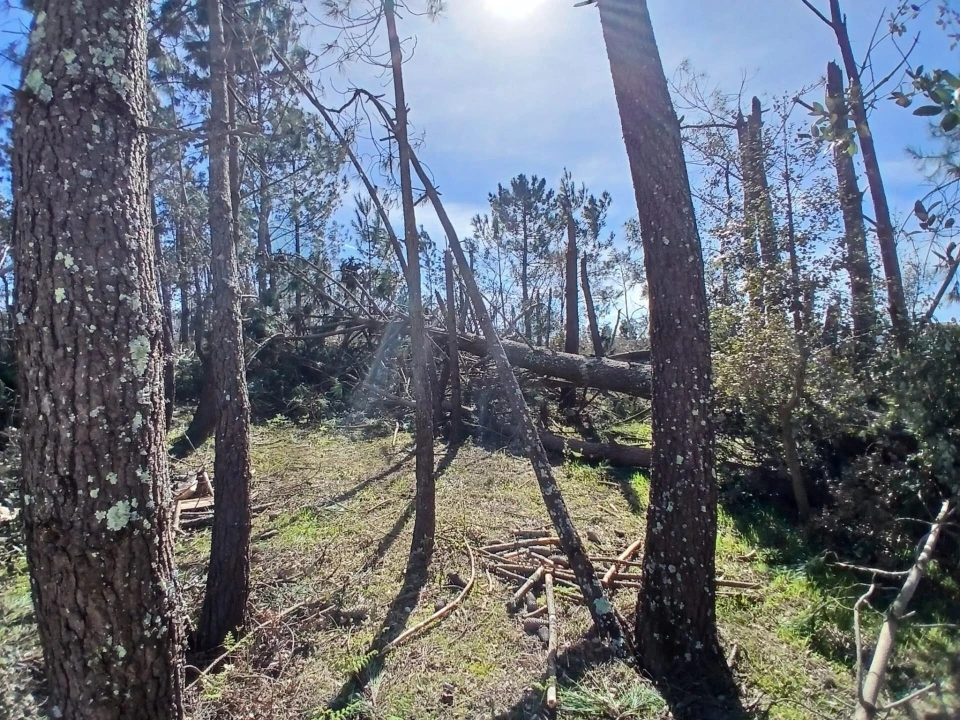 Terreno para Venda em Marinha Grande Foto 11