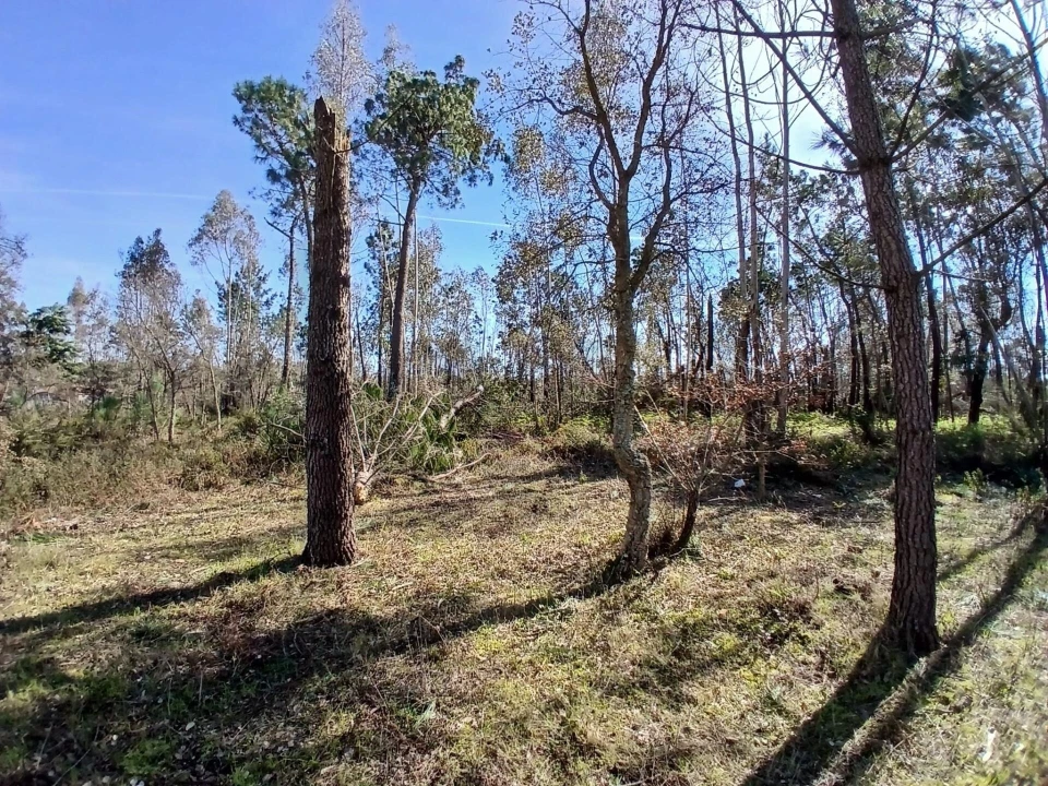 Terreno para Venda em Marinha Grande Foto 14
