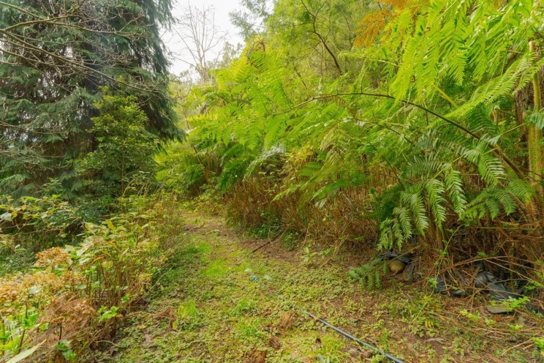 Quinta T5 para Venda em Funchal (Santa Maria Maior) Foto 24