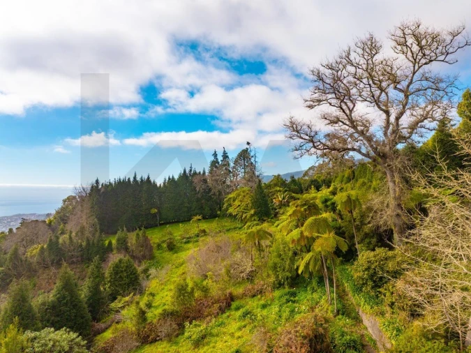 Quinta T5 para Venda em Funchal (Santa Maria Maior) Foto 6