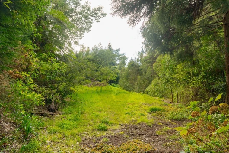 Quinta T5 para Venda em Funchal (Santa Maria Maior) Foto 25