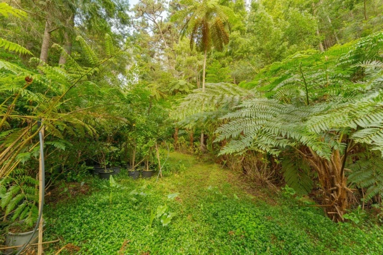 Quinta T5 para Venda em Funchal (Santa Maria Maior) Foto 23