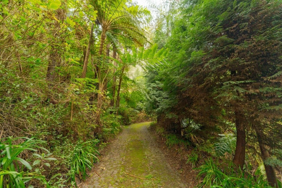 Quinta T5 para Venda em Funchal (Santa Maria Maior) Foto 8