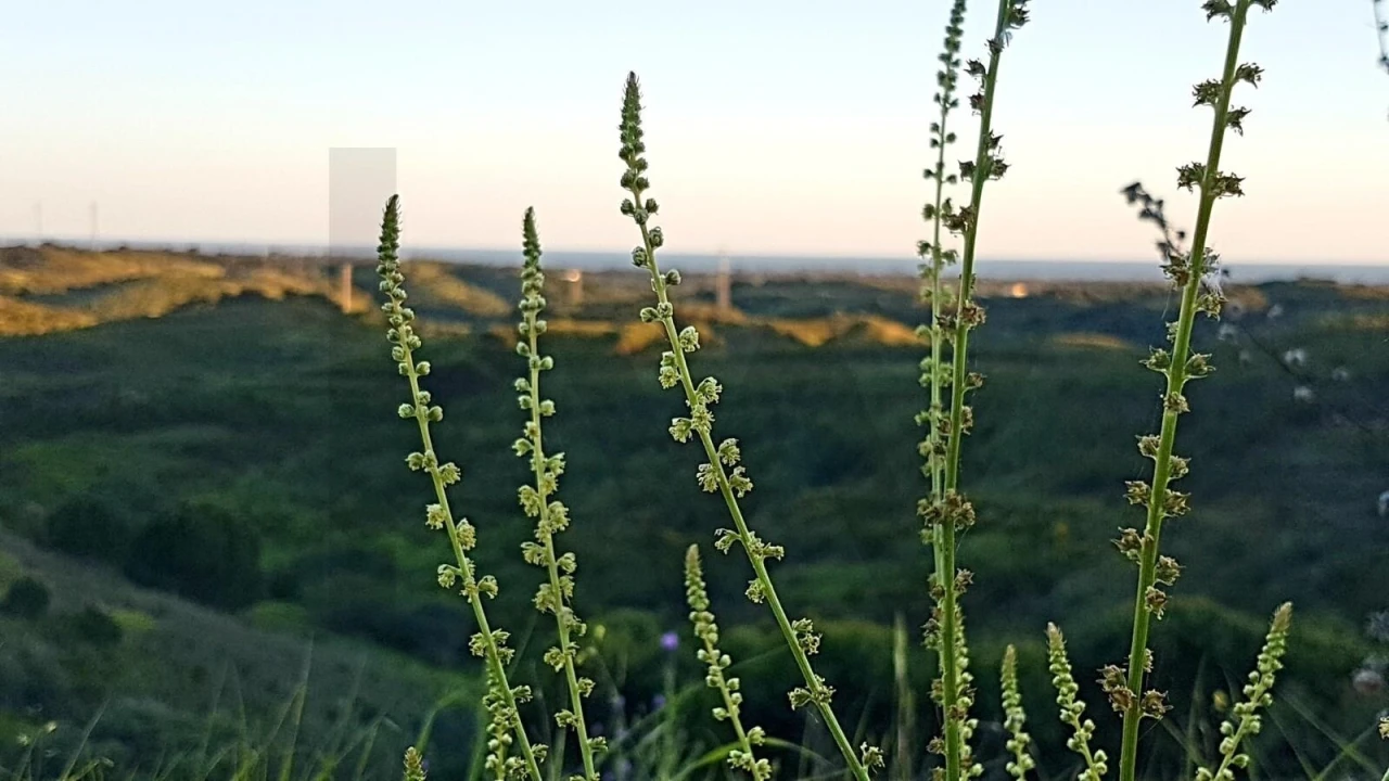 Terreno para Venda em Cachopo Foto 12