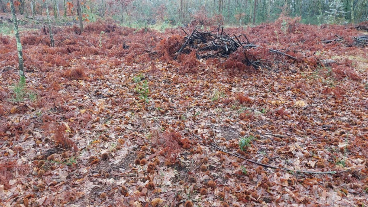 Terreno para Venda em Rossas Foto 5