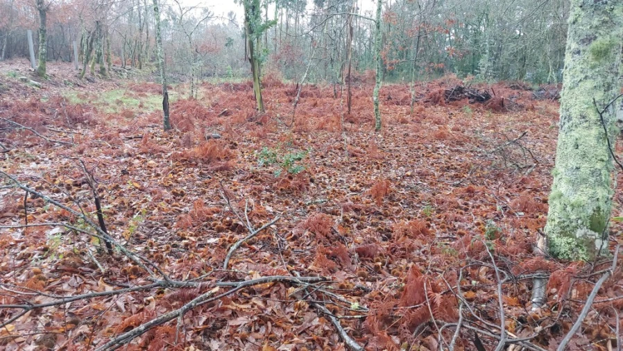 Terreno para Venda em Rossas Foto 8
