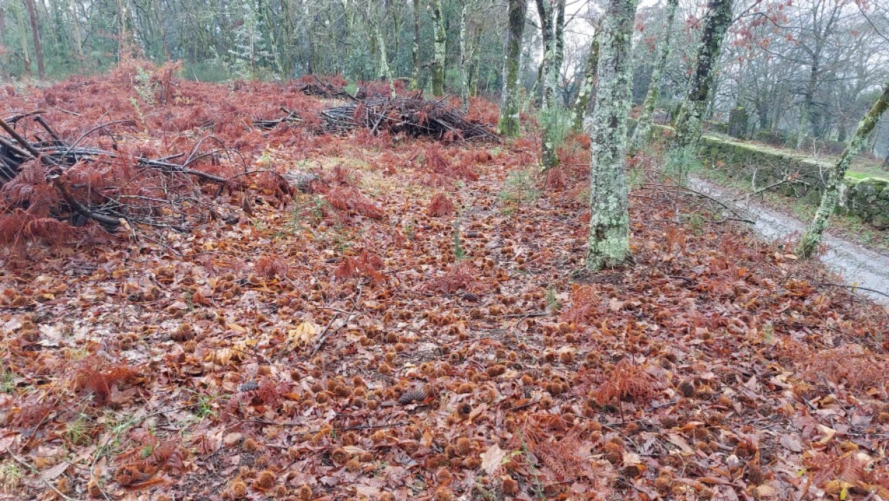 Terreno para Venda em Rossas Foto 6