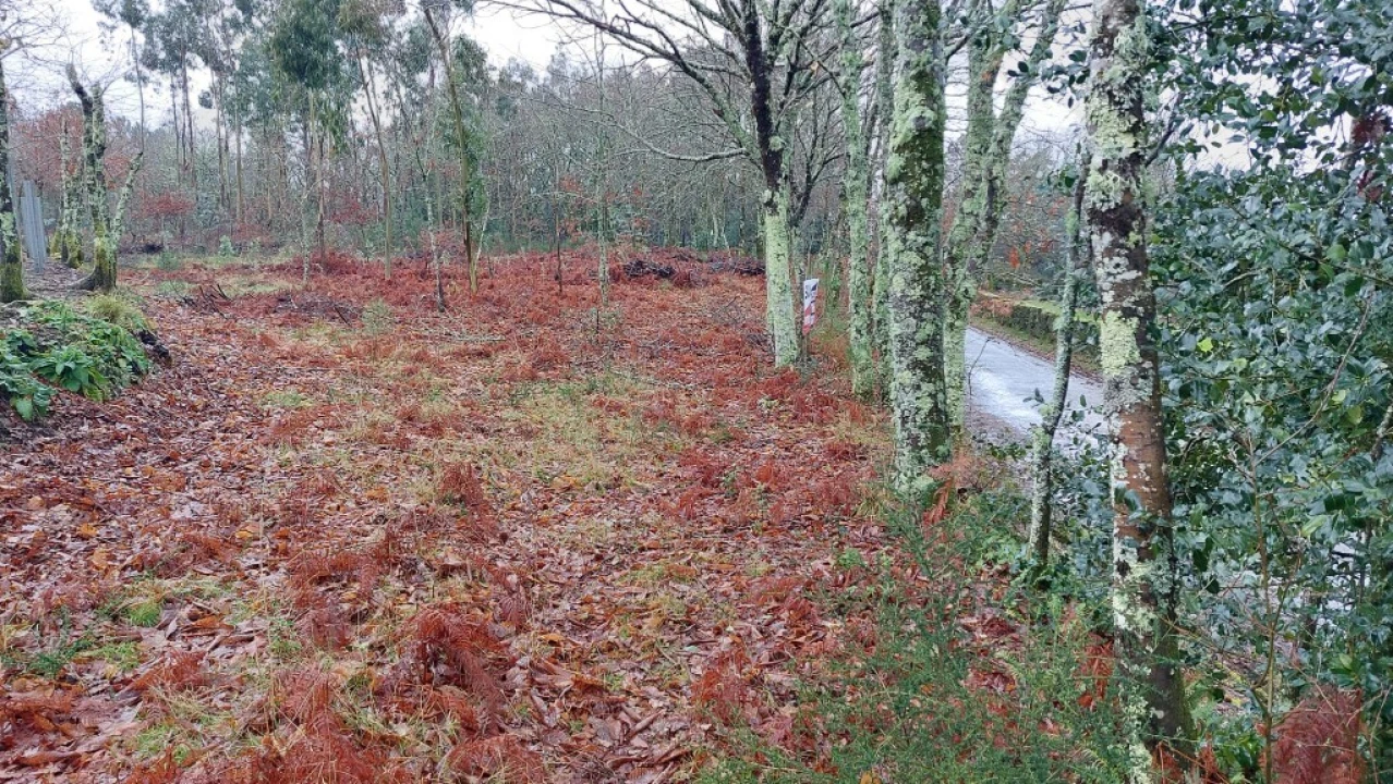 Terreno para Venda em Rossas Foto 4
