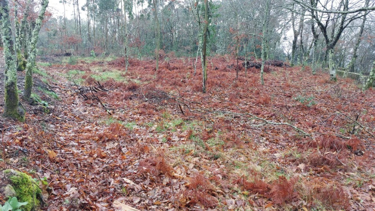 Terreno para Venda em Rossas Foto 9