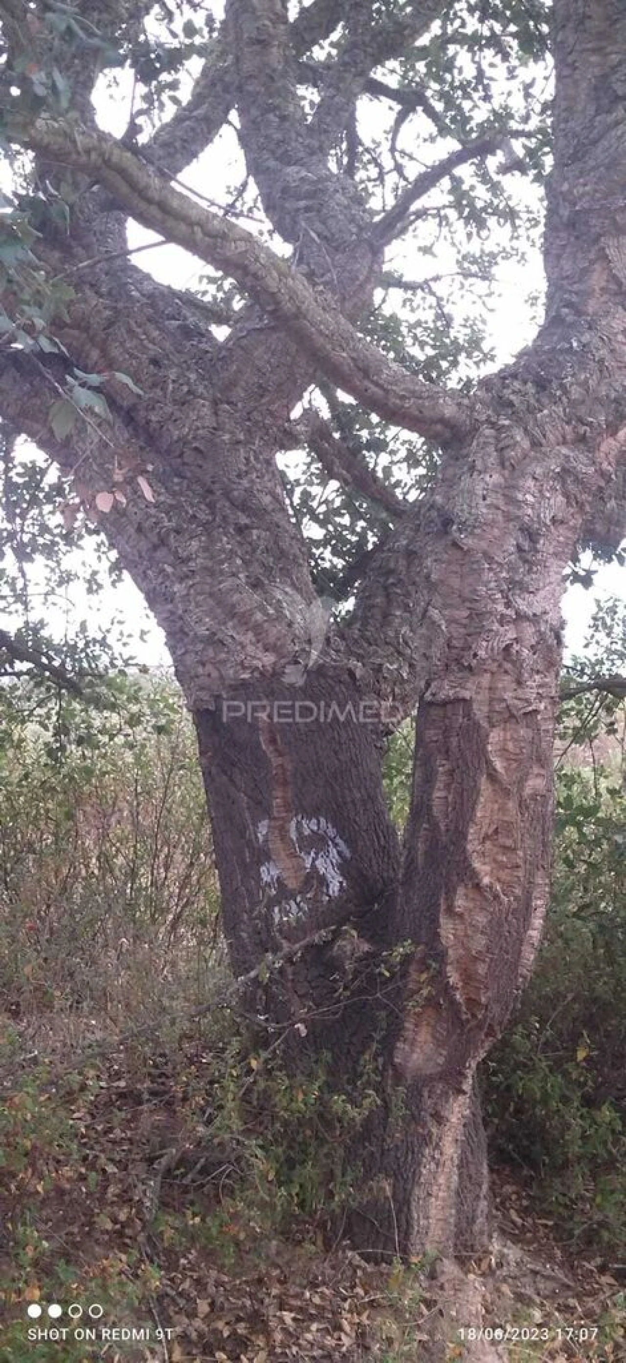 Terreno para Venda em Luzianes-Gare Foto 5