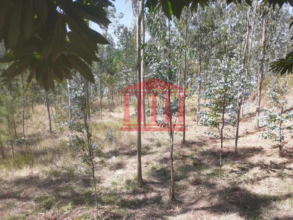 Terreno Agricola ou Rústico para Venda em Panque Foto 6