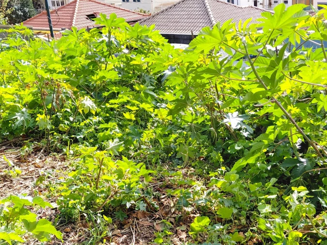 Moradia T2 para Venda em Santo Antonio Foto 11