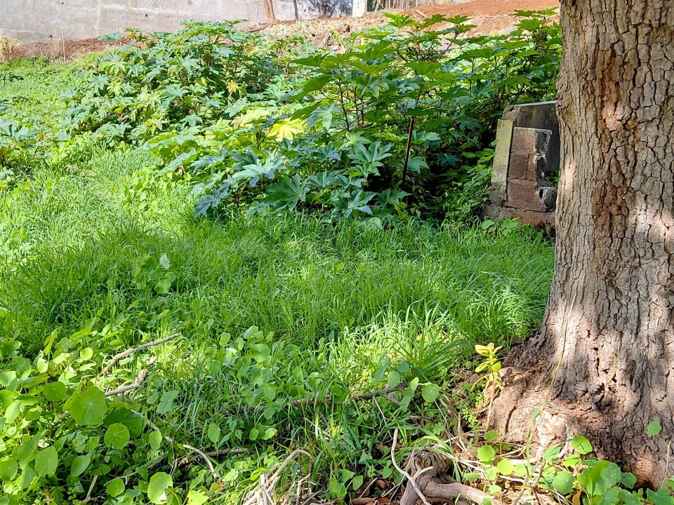 Moradia T2 para Venda em Santo Antonio Foto 13