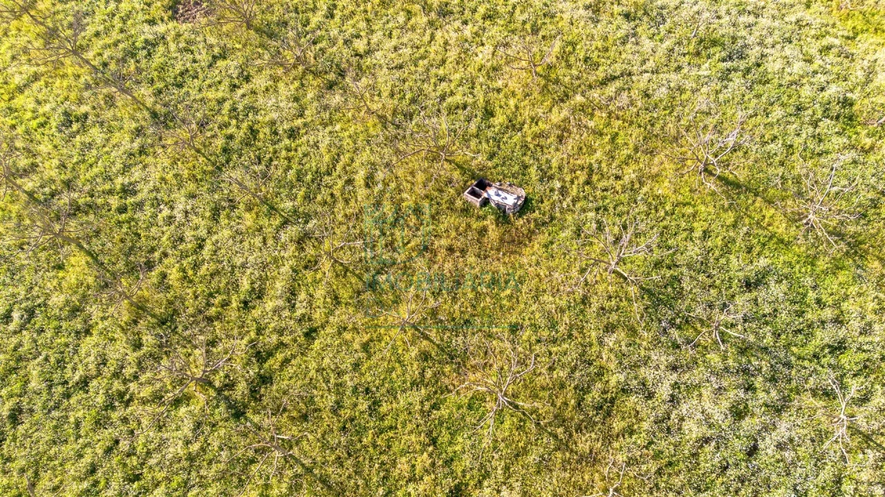 Terreno para Venda em Cela Foto 7