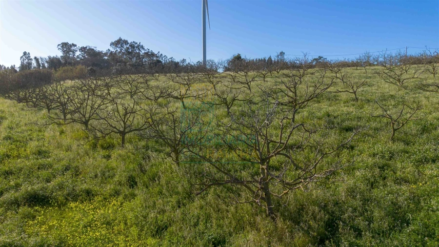 Terreno para Venda em Cela Foto 8
