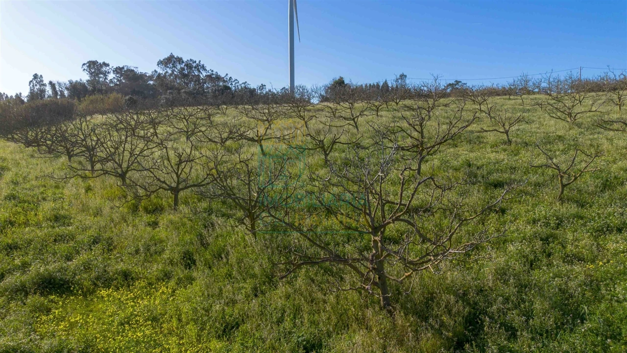 Terreno para Venda em Cela Foto 8