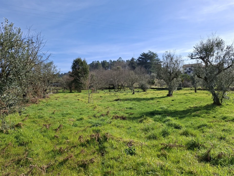 Terreno para Venda em Fornos de Maceira Dão Foto 3
