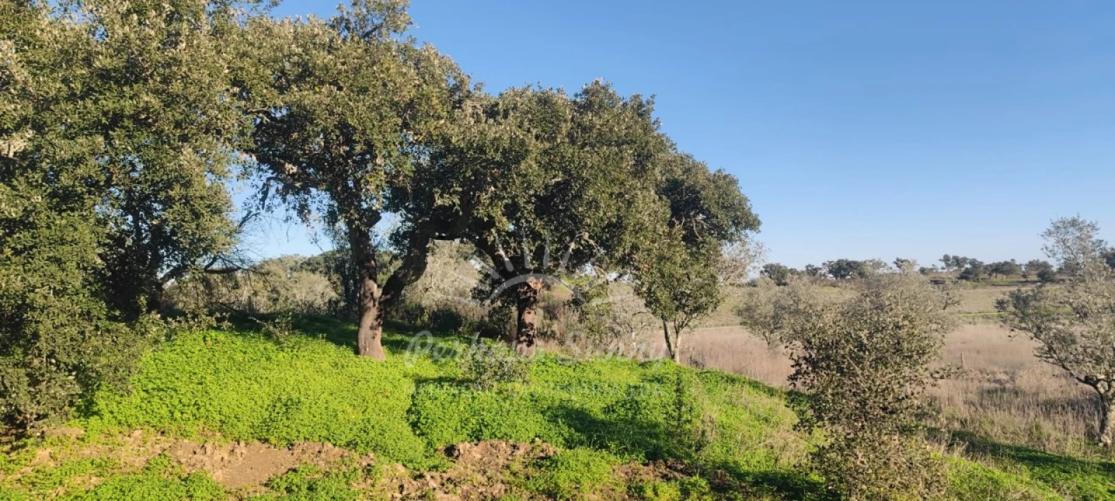 Terreno Agricola ou Rústico para Venda em Grândola e Santa Margarida da Serra Foto 19