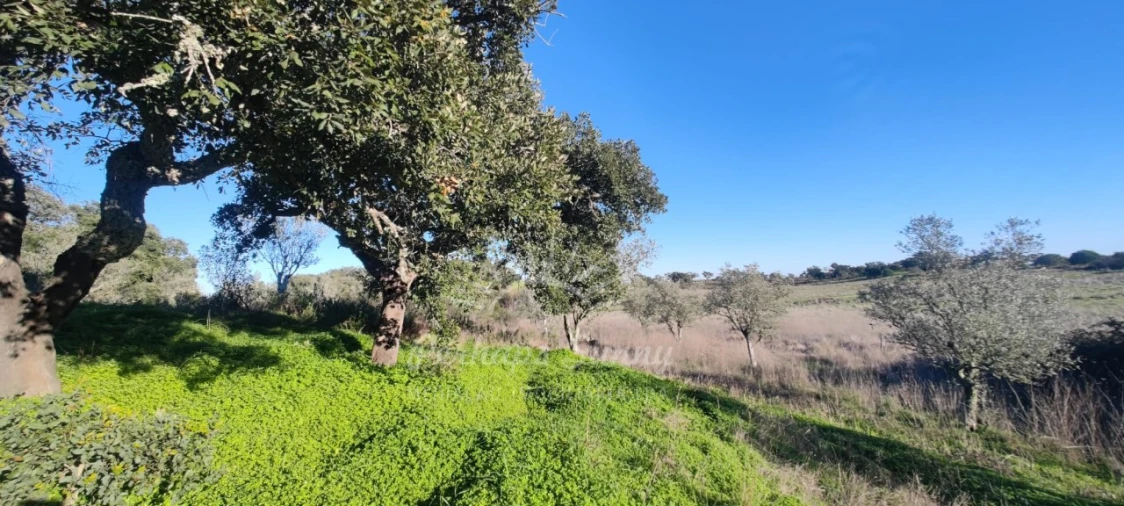 Terreno Agricola ou Rústico para Venda em Grândola e Santa Margarida da Serra Foto 3