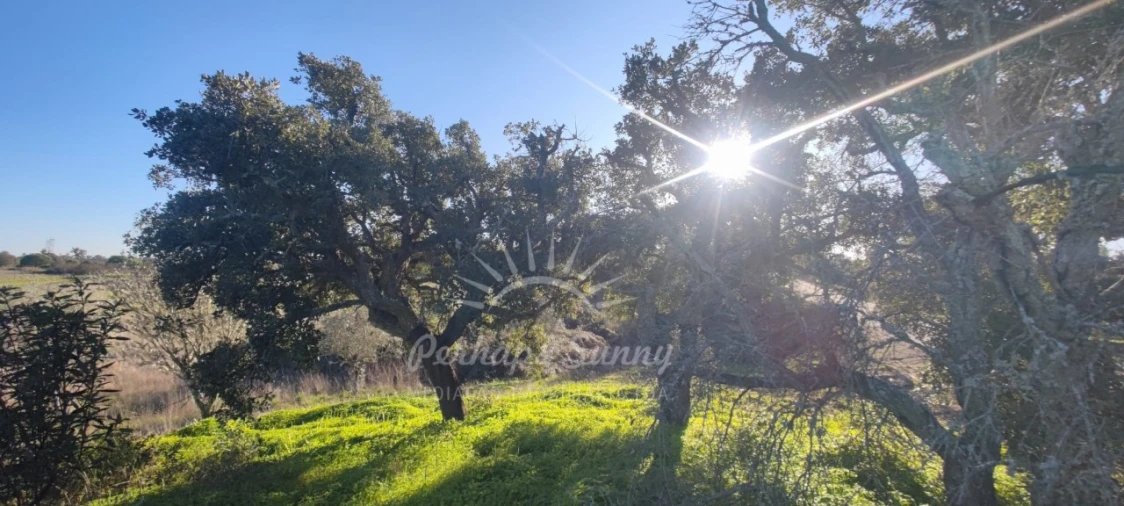 Terreno Agricola ou Rústico para Venda em Grândola e Santa Margarida da Serra Foto 8