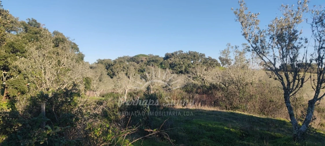 Terreno Agricola ou Rústico para Venda em Grândola e Santa Margarida da Serra Foto 11