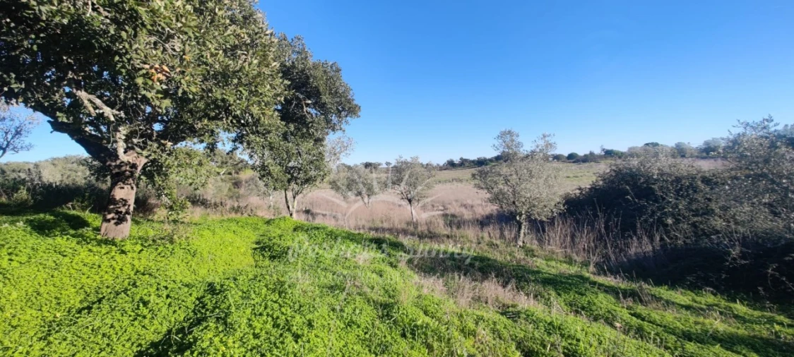 Terreno Agricola ou Rústico para Venda em Grândola e Santa Margarida da Serra Foto 21
