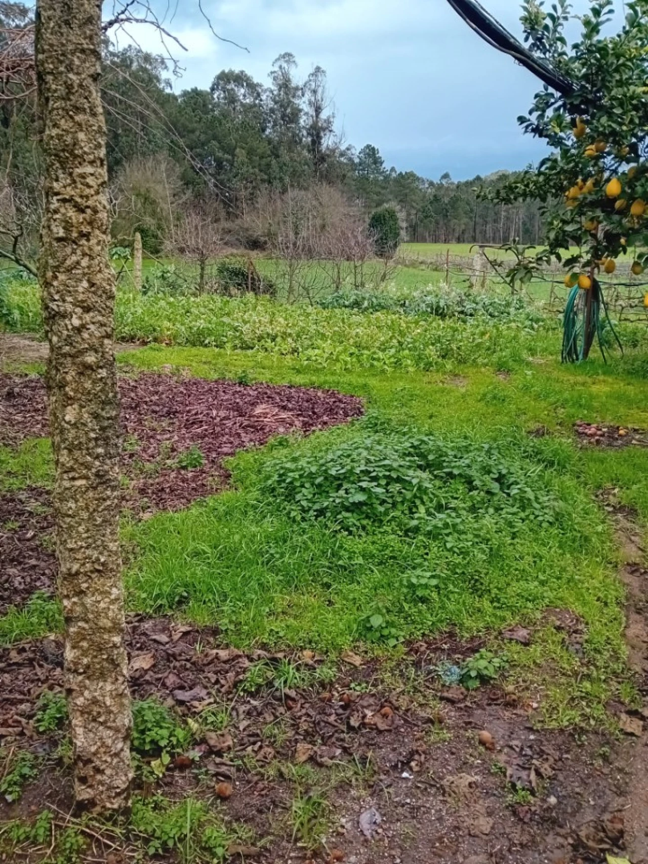 Quinta T6 para Venda em Gondifelos, Cavalões e Outiz Foto 19