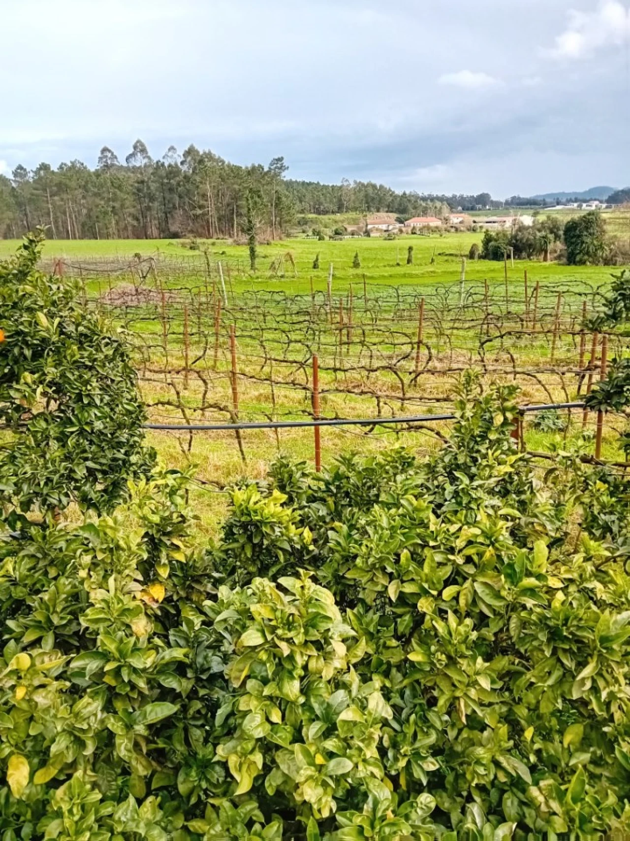 Quinta T6 para Venda em Gondifelos, Cavalões e Outiz Foto 22