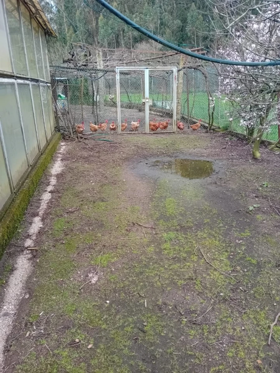 Quinta T6 para Venda em Gondifelos, Cavalões e Outiz Foto 21