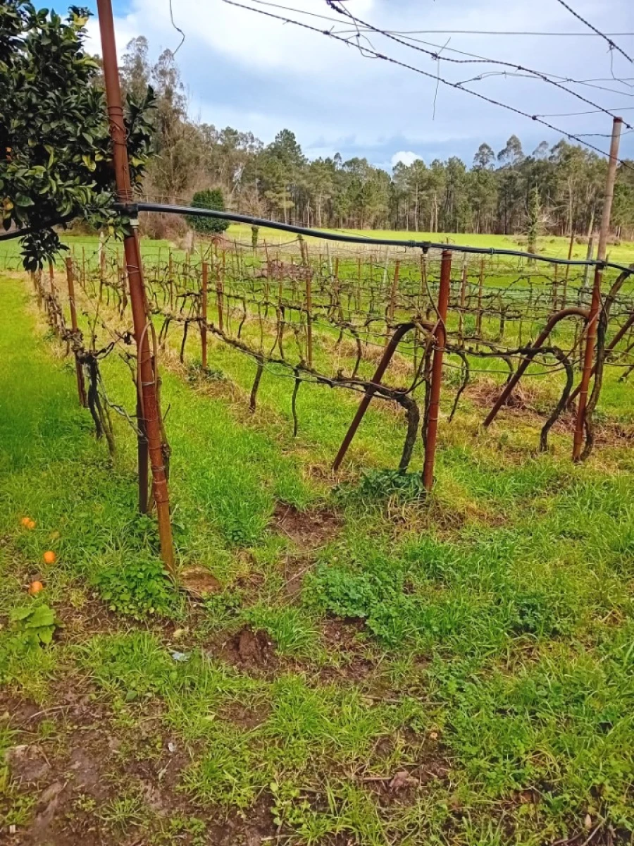 Quinta T6 para Venda em Gondifelos, Cavalões e Outiz Foto 18