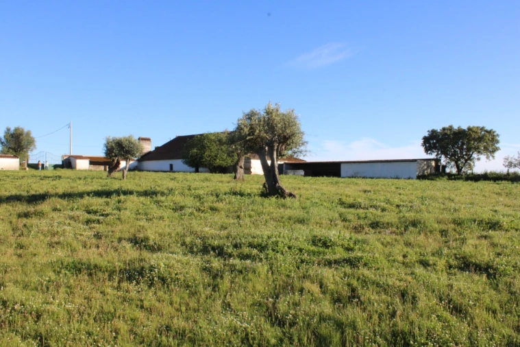 Quinta T1 para Venda em Cabeço de Vide Foto 7