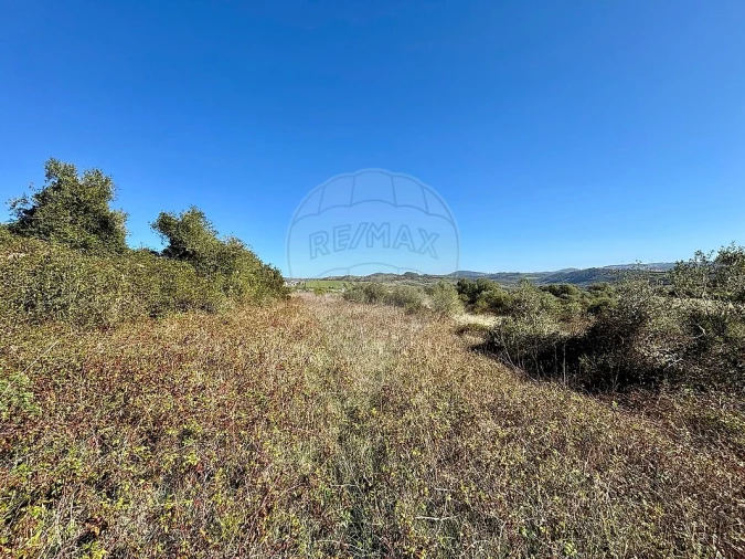Terreno para Venda em Igreja Nova e Cheleiros Foto 8