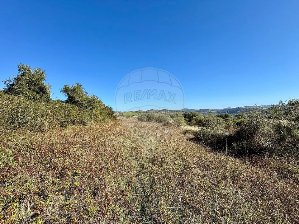 Terreno para Venda em Igreja Nova e Cheleiros Foto 8