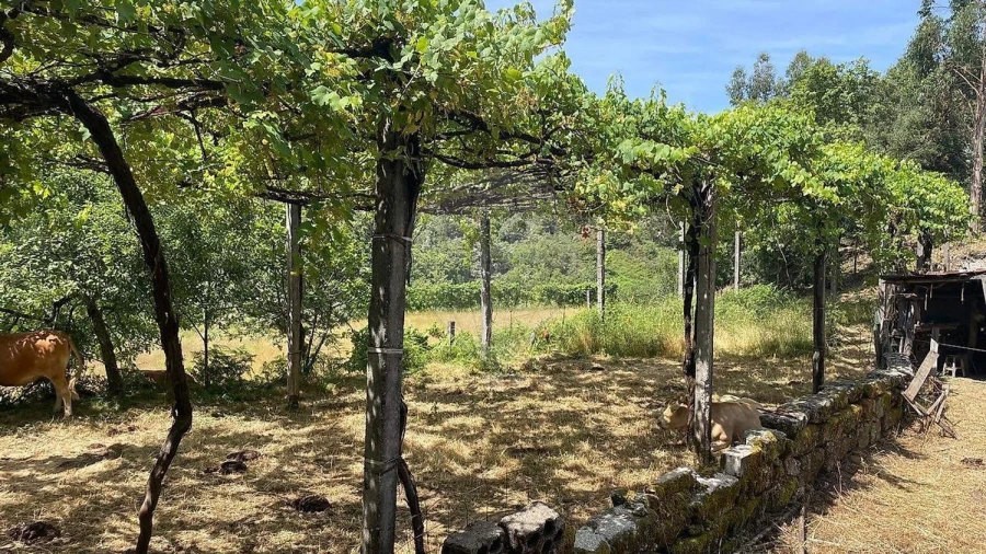 Moradia para Venda em Fafe Foto 12