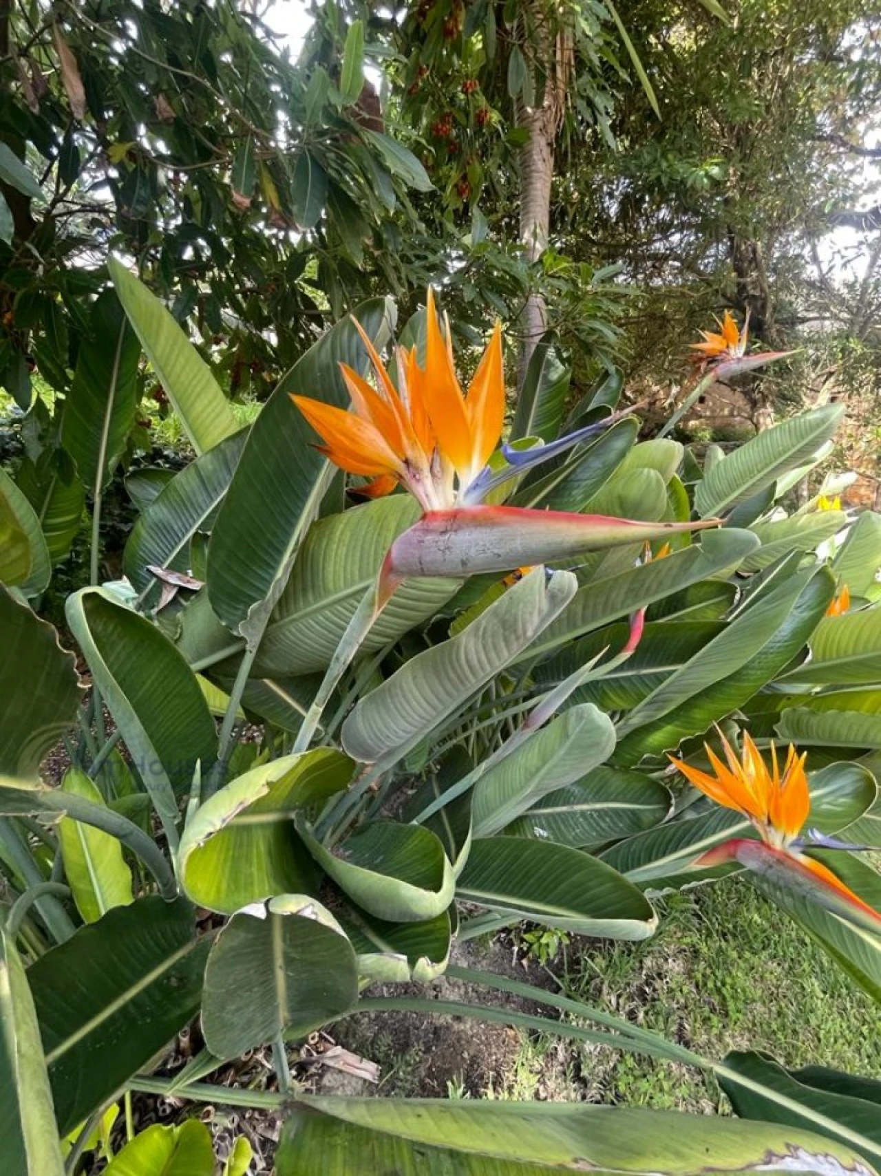 Moradia T7 para Venda em Oeiras e São Julião da Barra, Paço de Arcos e Caxias Foto 37