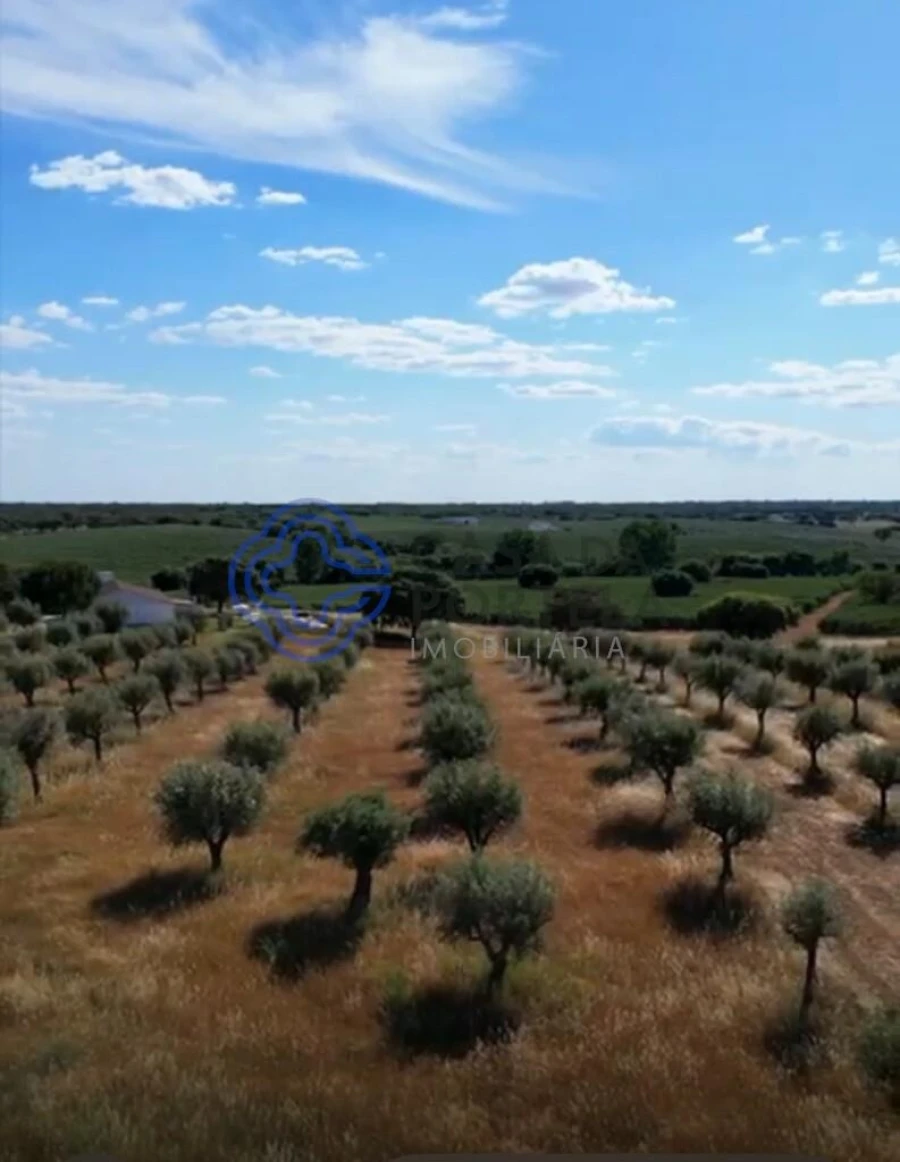 Quinta T5 para Venda em Casa Branca Foto 3
