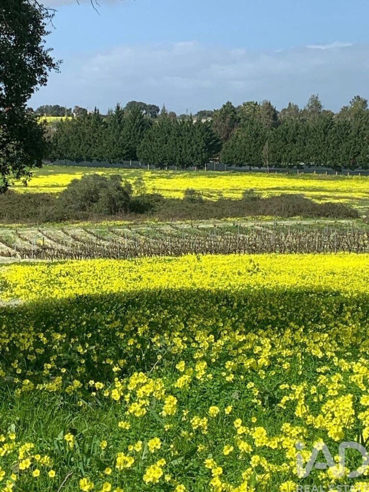 Terreno para Venda em Palmela Foto 11